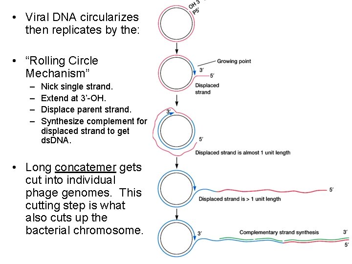  • Viral DNA circularizes then replicates by the: • “Rolling Circle Mechanism” –