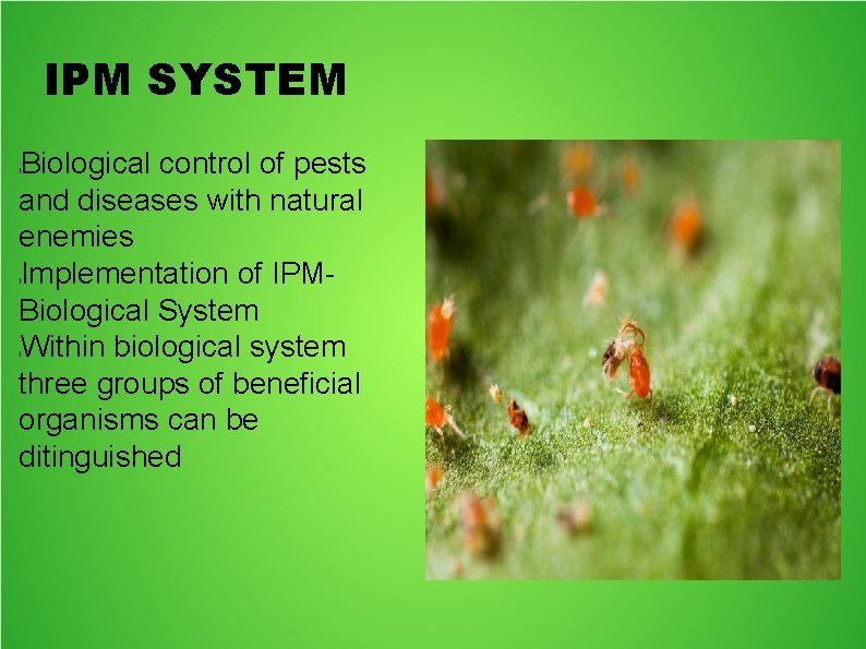 IPM SYSTEM Biological control of pests and diseases with natural enemies Implementation of IPMBiological