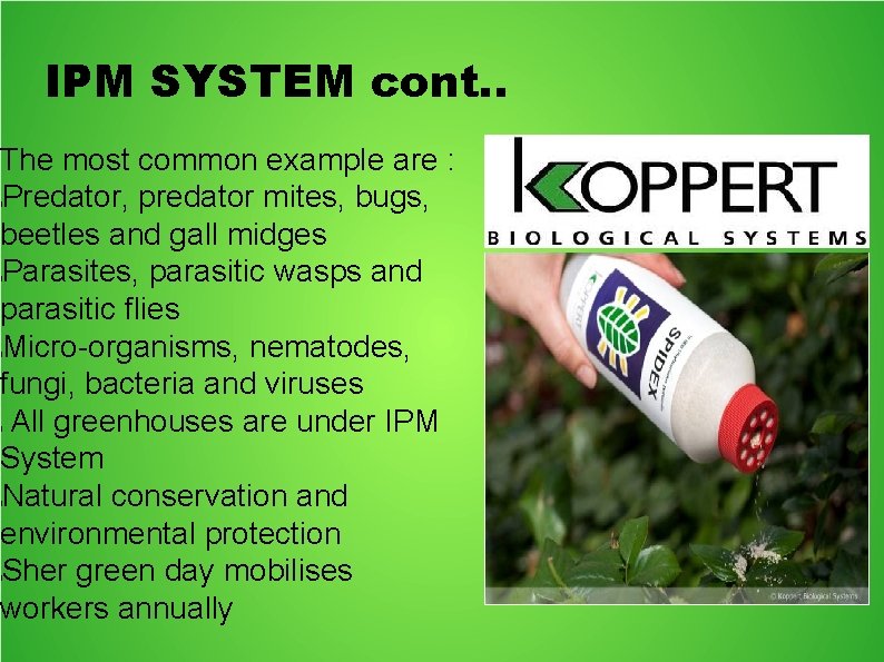 IPM SYSTEM cont. . The most common example are : Predator, predator mites, bugs,