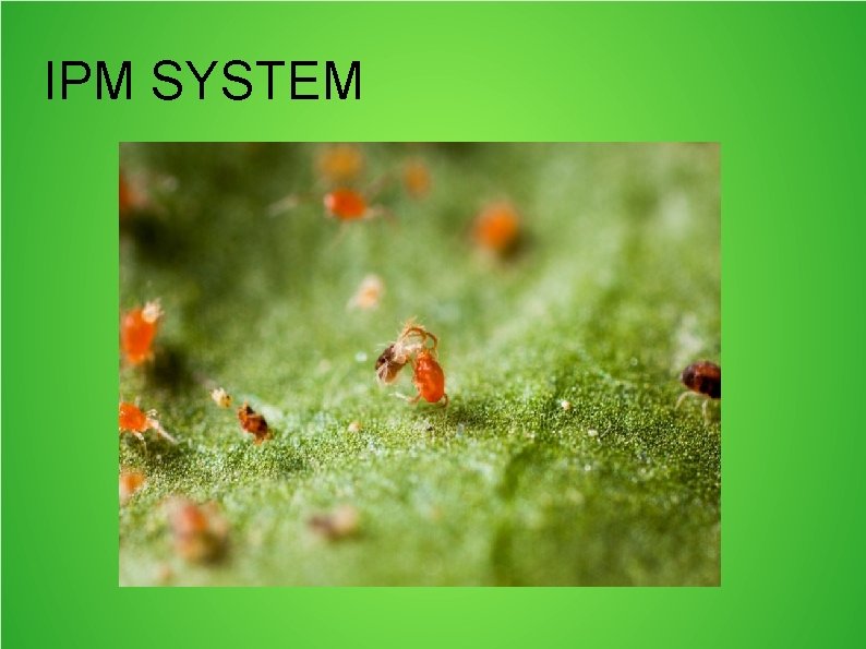 IPM SYSTEM 