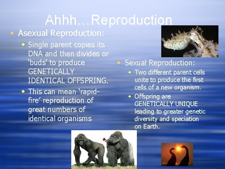 Ahhh…Reproduction w Asexual Reproduction: w Single parent copies its DNA and then divides or
