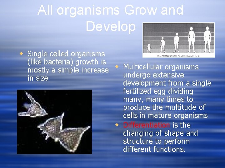 All organisms Grow and Develop w Single celled organisms (like bacteria) growth is mostly