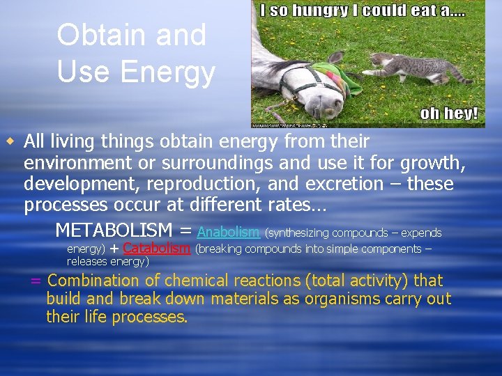 Obtain and Use Energy w All living things obtain energy from their environment or