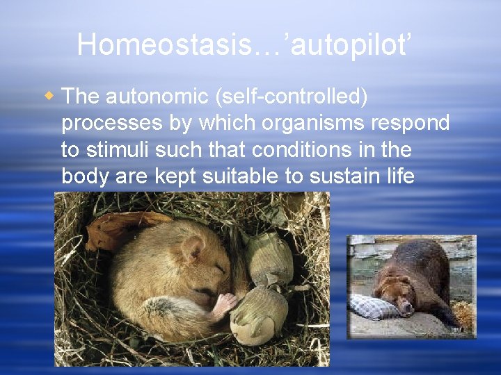 Homeostasis…’autopilot’ w The autonomic (self-controlled) processes by which organisms respond to stimuli such that