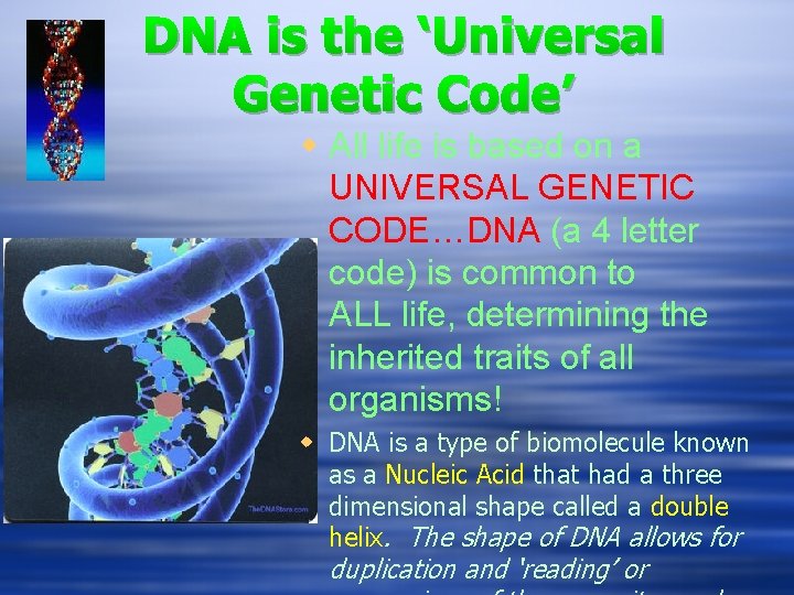 DNA is the ‘Universal Genetic Code’ w All life is based on a UNIVERSAL