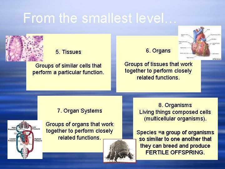 From the smallest level… 5. Tissues 6. Organs Groups of similar cells that perform