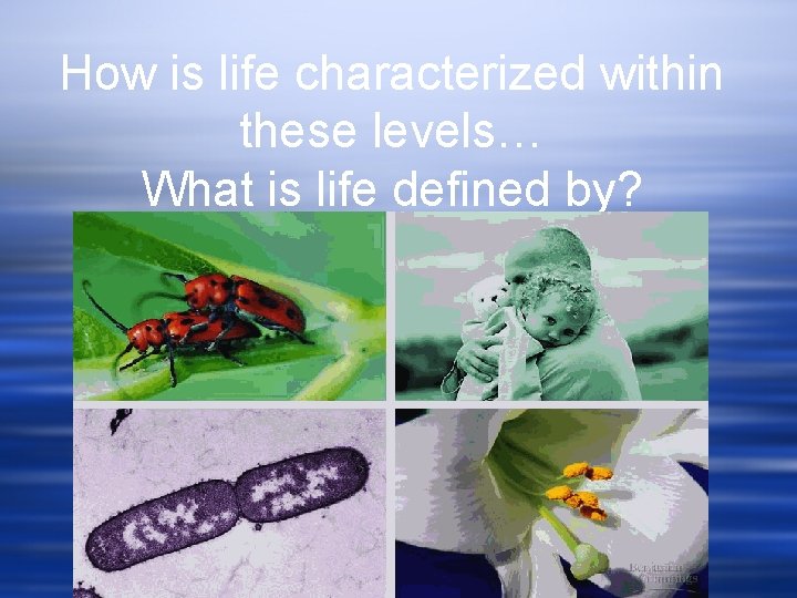 How is life characterized within these levels… What is life defined by? 