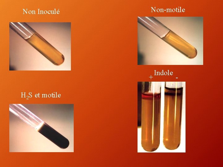 Non Inoculé Non-motile + H 2 S et motile Indole - 