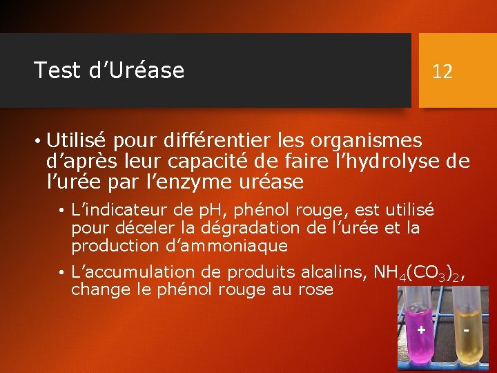 Test d’Uréase 12 • Utilisé pour différentier les organismes d’après leur capacité de faire