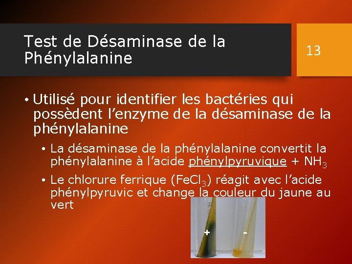 Test de Désaminase de la Phénylalanine 13 • Utilisé pour identifier les bactéries qui Test de Désaminase de la Phénylalanine 13 • Utilisé pour identifier les bactéries qui