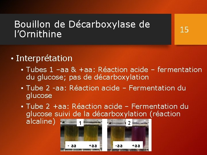Bouillon de Décarboxylase de l’Ornithine 15 • Interprétation • Tubes 1 –aa & +aa: Bouillon de Décarboxylase de l’Ornithine 15 • Interprétation • Tubes 1 –aa & +aa: