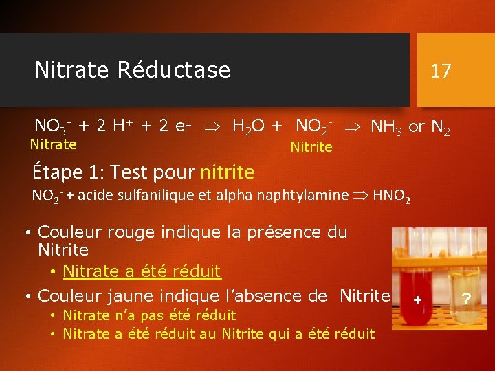 Nitrate Réductase 17 NO 3 - + 2 H+ + 2 e- H 2