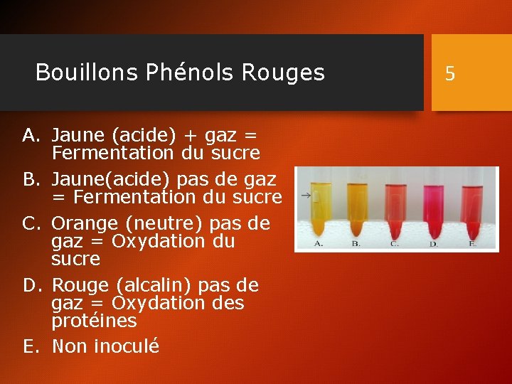 Bouillons Phénols Rouges A. Jaune (acide) + gaz = Fermentation du sucre B. Jaune(acide)