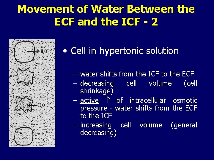 Movement of Water Between the ECF and the ICF - 2 • Cell in