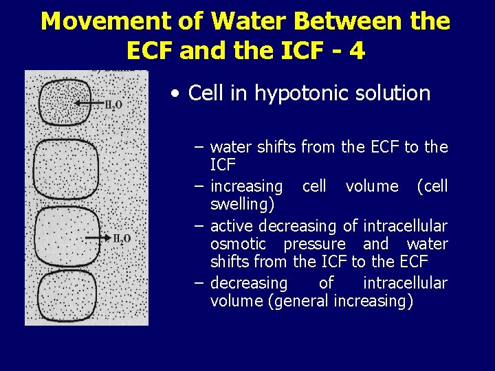 Movement of Water Between the ECF and the ICF - 4 • Cell in