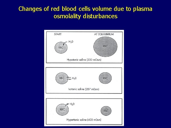 Changes of red blood cells volume due to plasma osmolality disturbances 