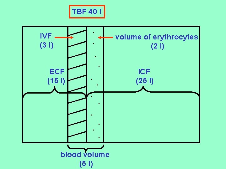 TBF 40 l. IVF (3 l) volume of erythrocytes (2 l) . . ECF