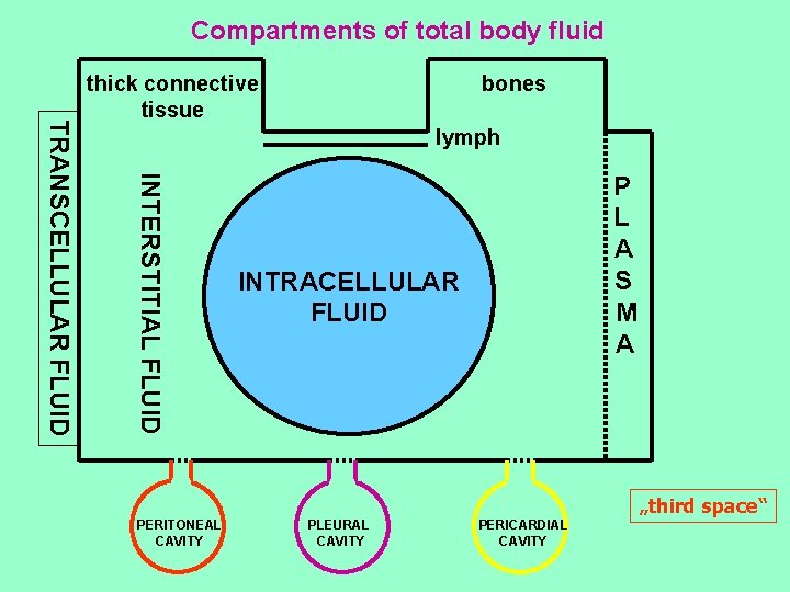 Compartments of total body fluid bones lymph INTERSTITIAL FLUID TRANSCELLULAR FLUID thick connective tissue