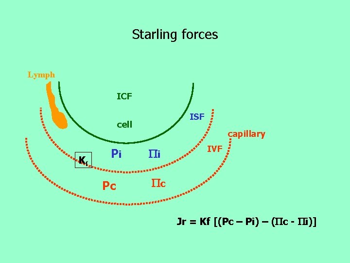 Starling forces Lymph ICF ISF cell Kf Pi Pc capillary i IVF c Jr