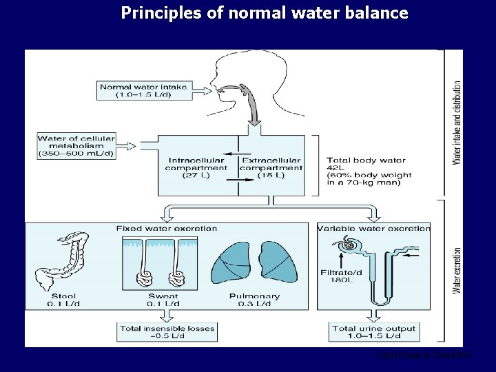 Principles of normal water balance Sumit Kumar & Tomas Berl 