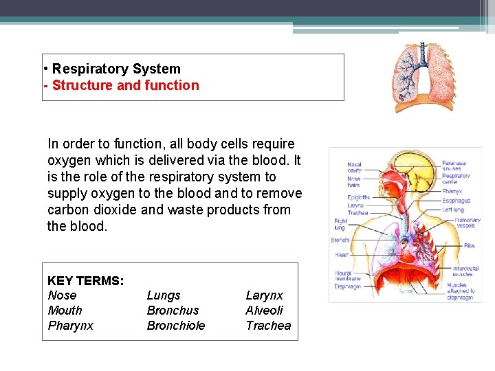  • Respiratory System - Structure and function In order to function, all body