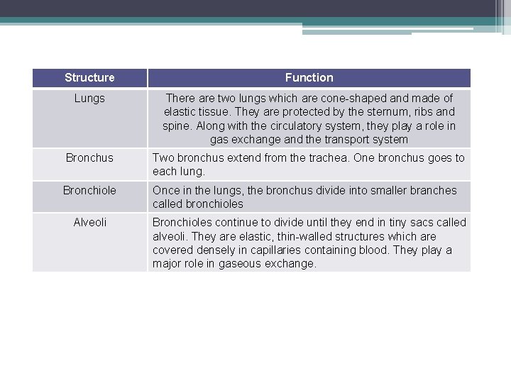 Structure Function Lungs There are two lungs which are cone-shaped and made of elastic