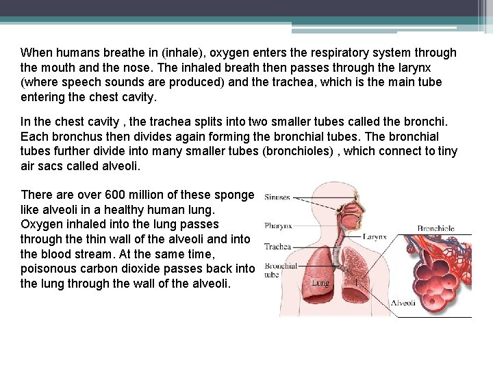 When humans breathe in (inhale), oxygen enters the respiratory system through the mouth and