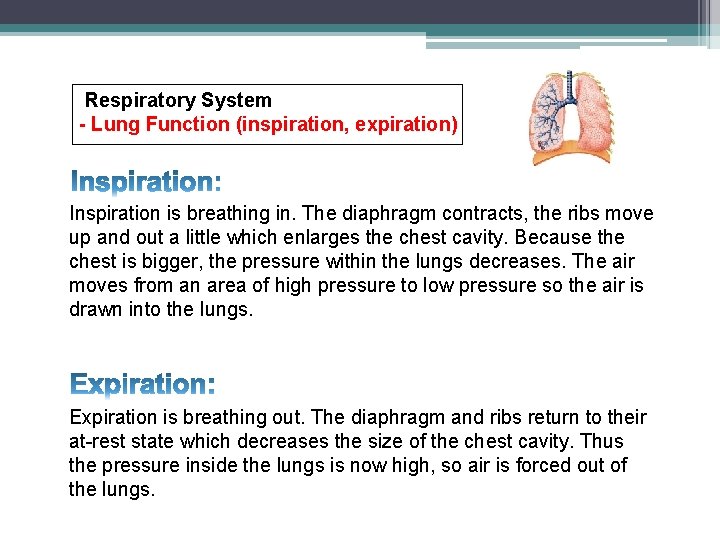 Respiratory System - Lung Function (inspiration, expiration) Inspiration is breathing in. The diaphragm contracts,