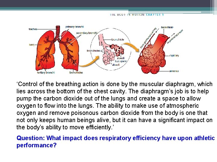 ‘Control of the breathing action is done by the muscular diaphragm, which lies across