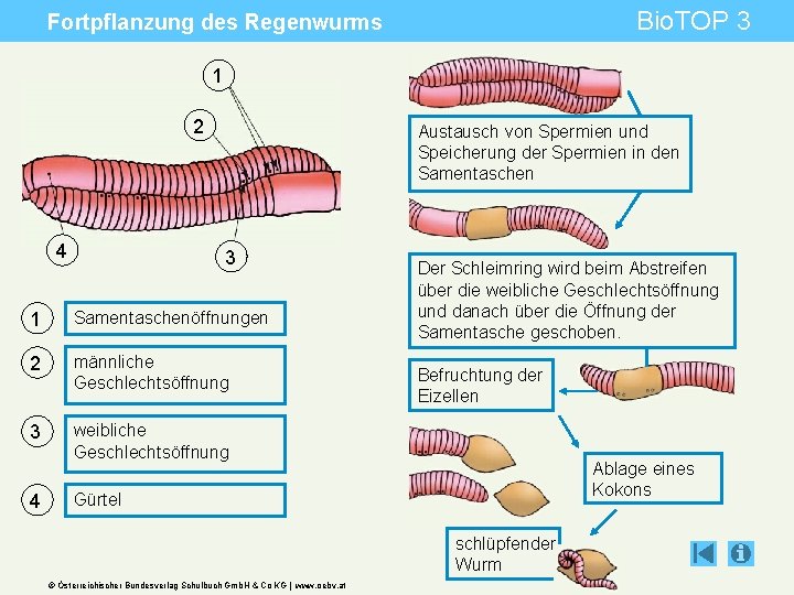 Bio. TOP 3 Fortpflanzung des Regenwurms 1 2 4 Austausch von Spermien und Speicherung