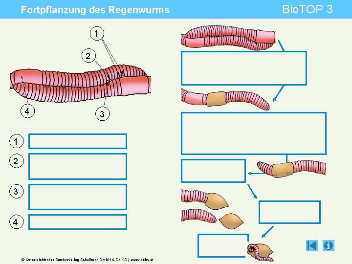 Fortpflanzung des Regenwurms 1 2 4 3 1 2 3 4 © Österreichischer Bundesverlag