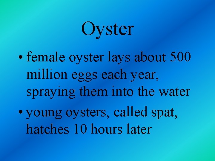 Oyster • female oyster lays about 500 million eggs each year, spraying them into