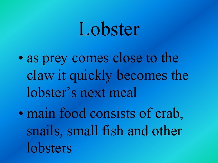 Lobster • as prey comes close to the claw it quickly becomes the lobster’s