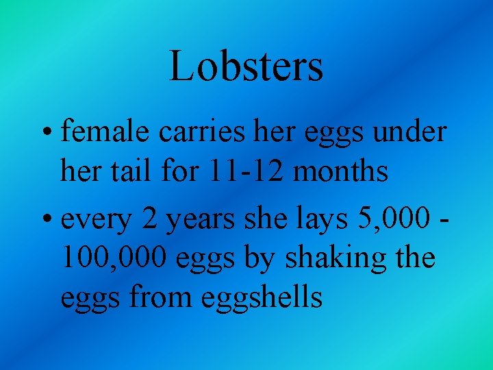 Lobsters • female carries her eggs under her tail for 11 -12 months •
