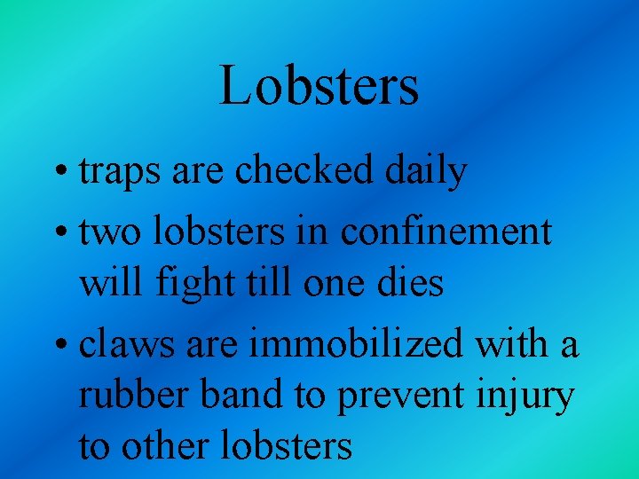 Lobsters • traps are checked daily • two lobsters in confinement will fight till