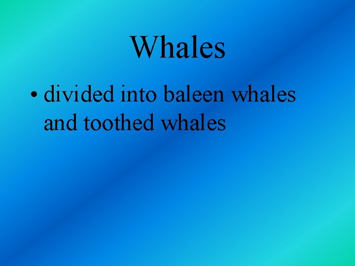 Whales • divided into baleen whales and toothed whales 