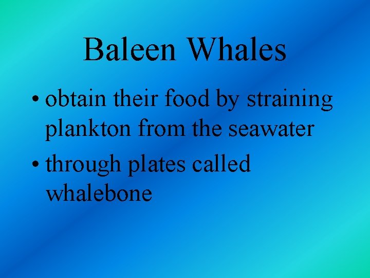 Baleen Whales • obtain their food by straining plankton from the seawater • through