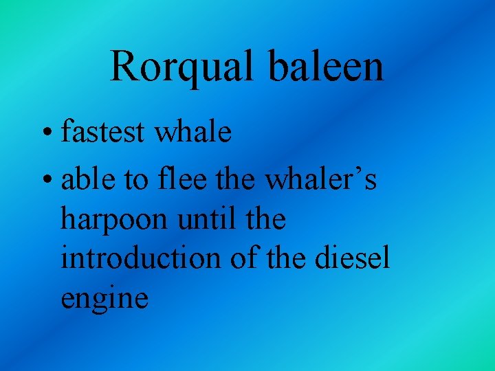 Rorqual baleen • fastest whale • able to flee the whaler’s harpoon until the