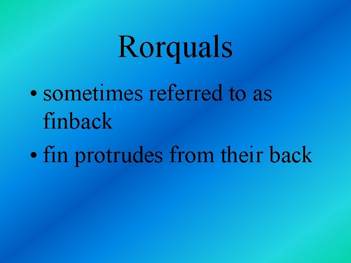 Rorquals • sometimes referred to as finback • fin protrudes from their back 