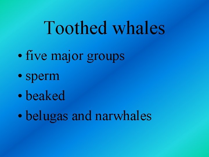 Toothed whales • five major groups • sperm • beaked • belugas and narwhales