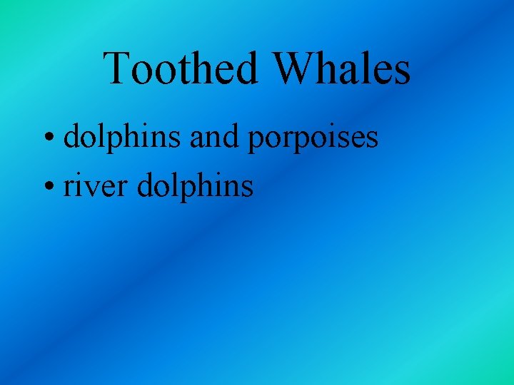 Toothed Whales • dolphins and porpoises • river dolphins 