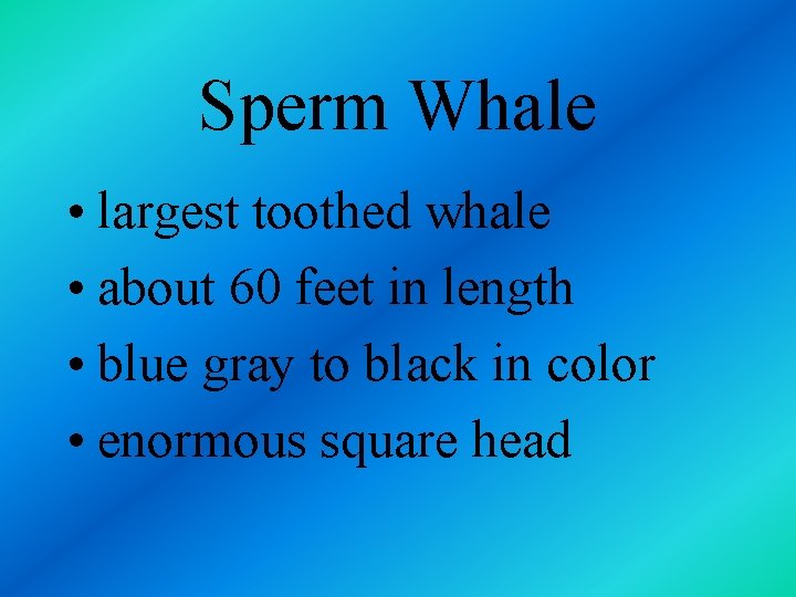 Sperm Whale • largest toothed whale • about 60 feet in length • blue