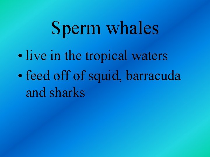 Sperm whales • live in the tropical waters • feed off of squid, barracuda