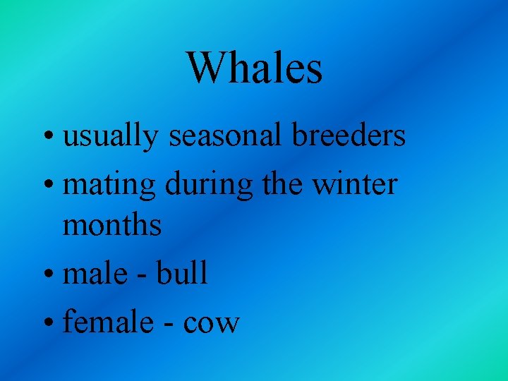 Whales • usually seasonal breeders • mating during the winter months • male -