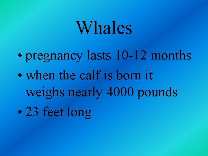 Whales • pregnancy lasts 10 -12 months • when the calf is born it