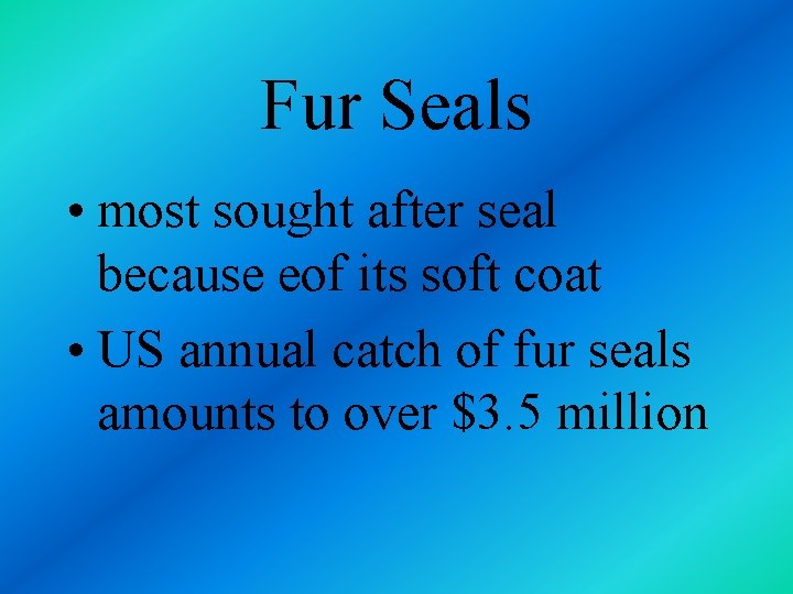 Fur Seals • most sought after seal because eof its soft coat • US