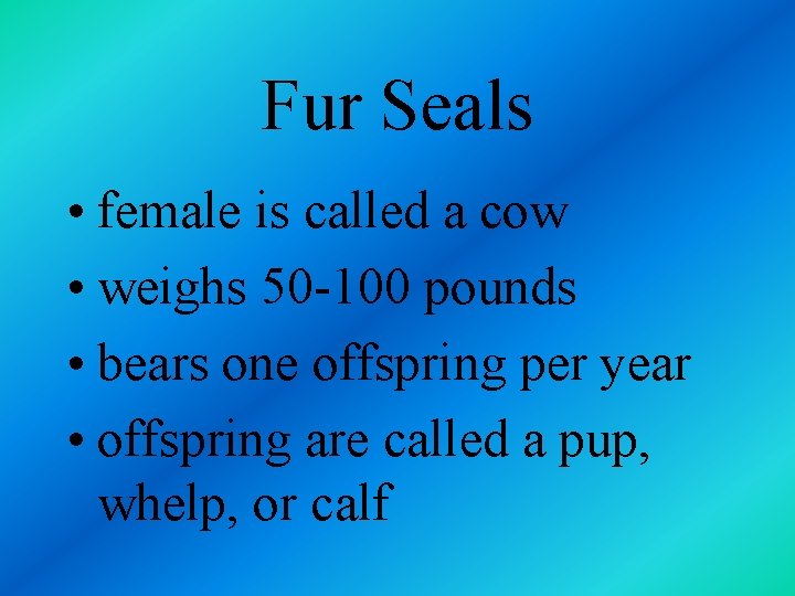 Fur Seals • female is called a cow • weighs 50 -100 pounds •