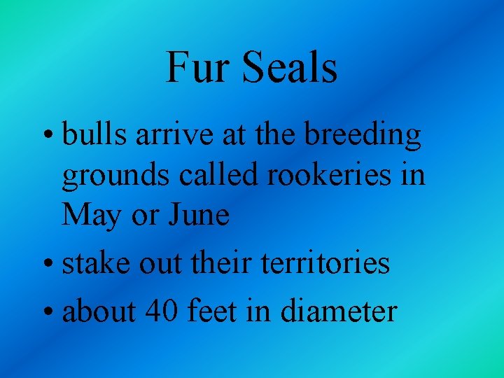 Fur Seals • bulls arrive at the breeding grounds called rookeries in May or