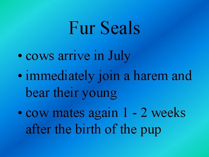 Fur Seals • cows arrive in July • immediately join a harem and bear