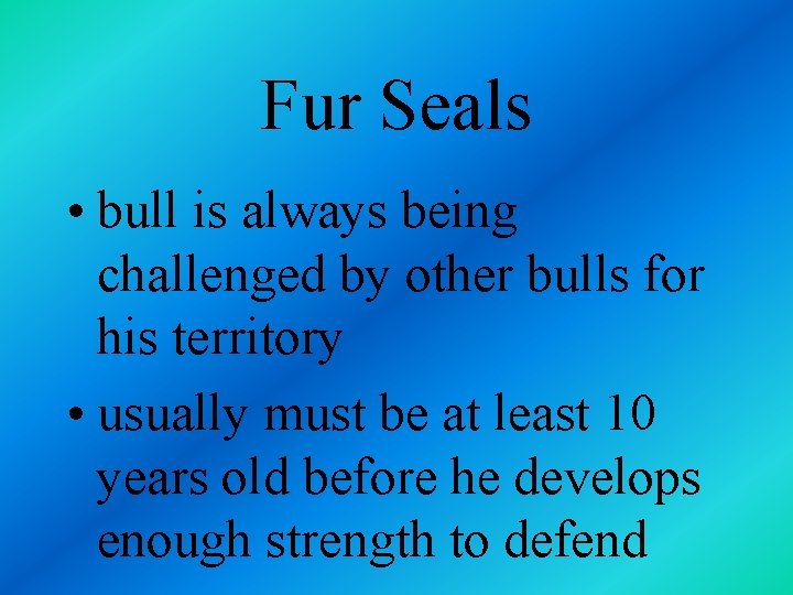 Fur Seals • bull is always being challenged by other bulls for his territory